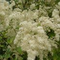 Holodiscus discolor P1D P2A (2)